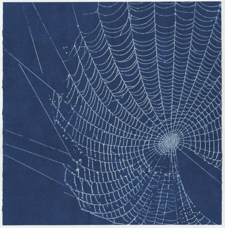 Spider Web